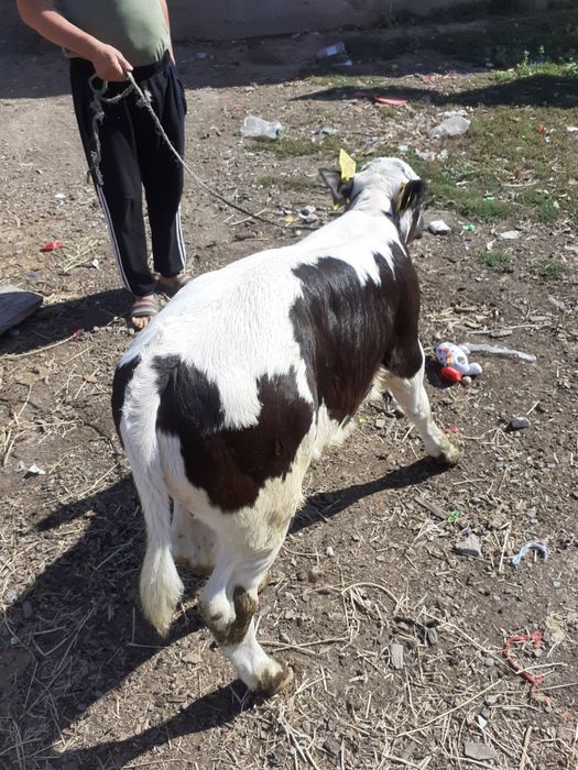 Vănd Vițel din montă artificială