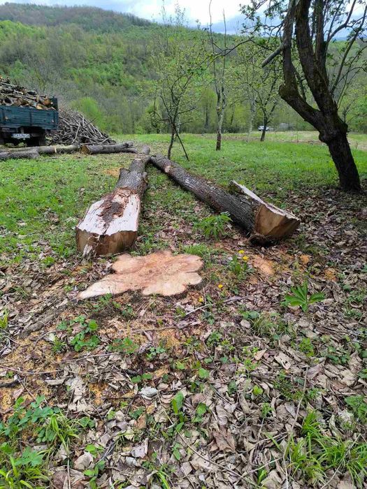 Трупи дървен материал от липа