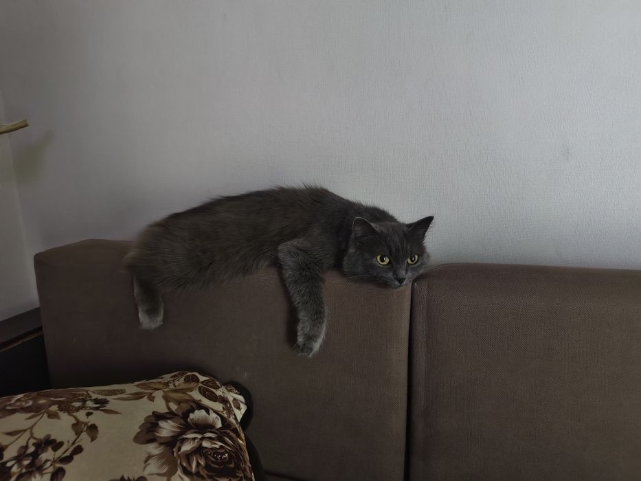 Отдам в хорошие руки