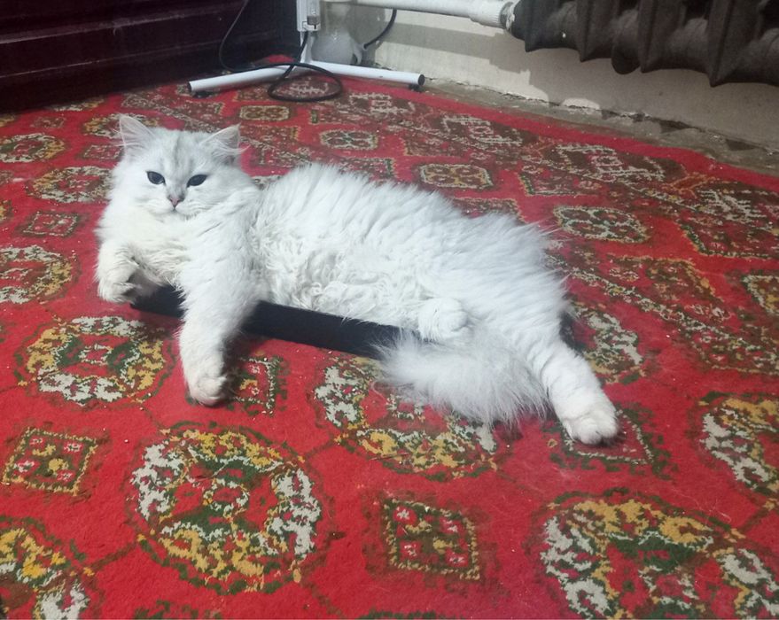 Britanskiy heyland Shinshilla NS11. O’g’il bola 5 Oylik sog'lom