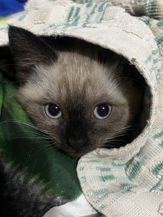 продам сиамского котенка