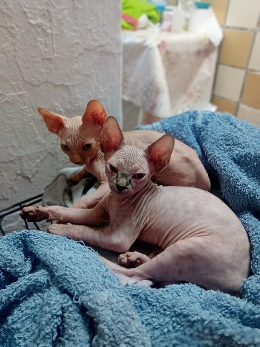 Канадский сфинкс