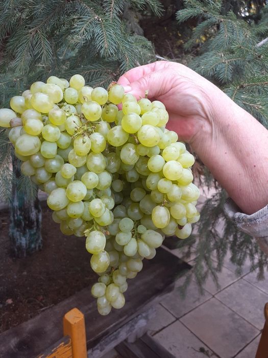 Продам саженцы винограда