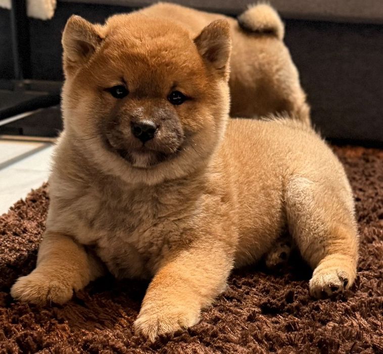 Cățel shiba inu  pitic