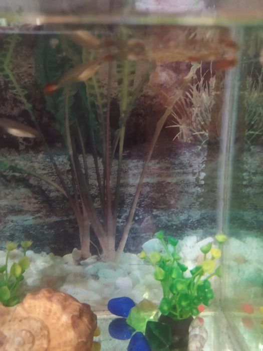 Продам аквариум с рыбками