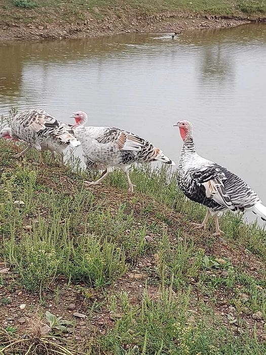 Vând curci de casă