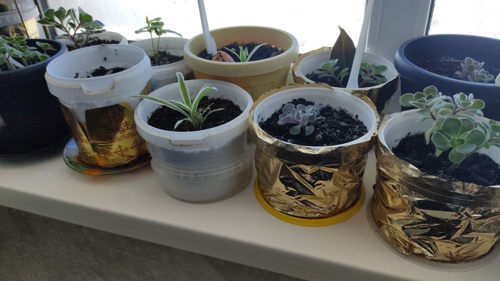 Комнатные растения