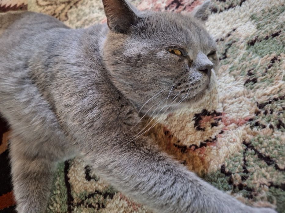 Skottish fold mushugi