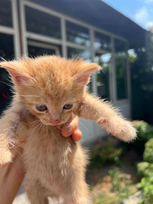 Котята 2.5 месяца