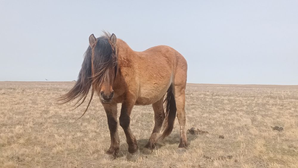 Мз айғыр сатылады