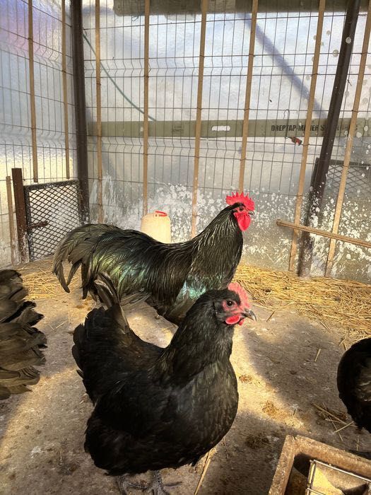 Ouă incubat australorp negru