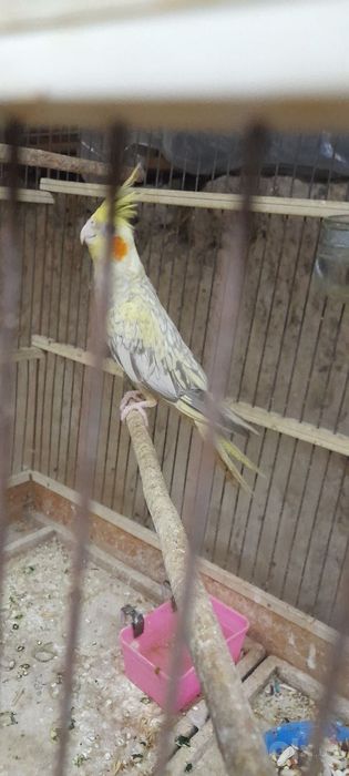Papugay Sanoqli qoldi