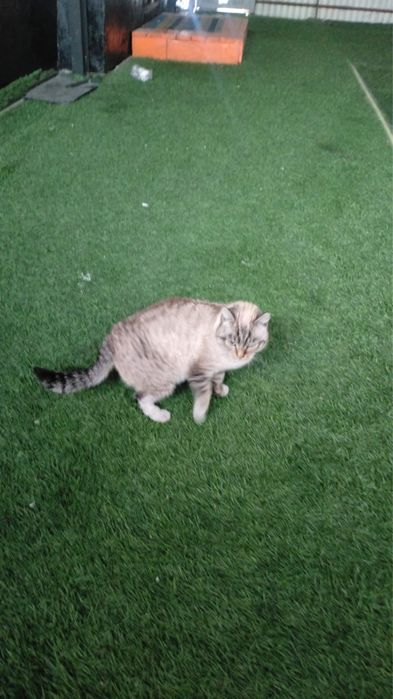 Отдам кота в добрые руки