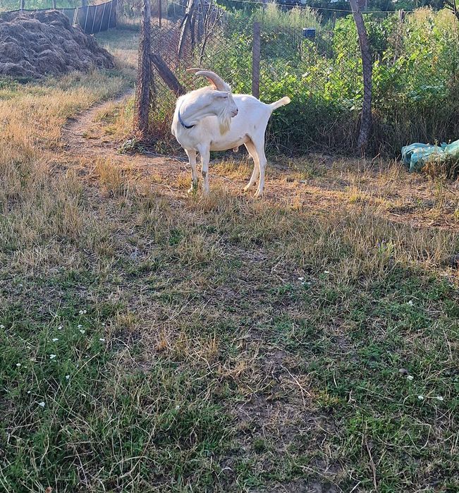 Țap saanen de prăsilă