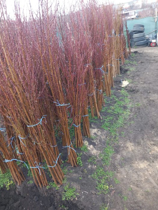 Vând pomi fructiferi columnari