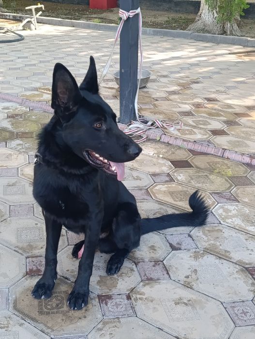 Немецкая овчарка 1 жас