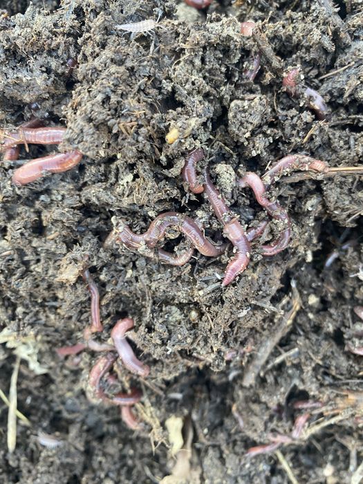 Калифорниялык шылаушын