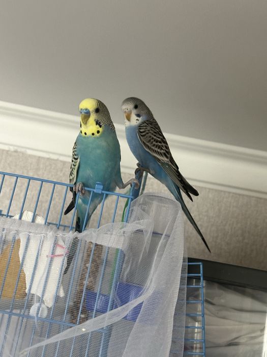 Продам двух попугаев, мальчика и девочку!