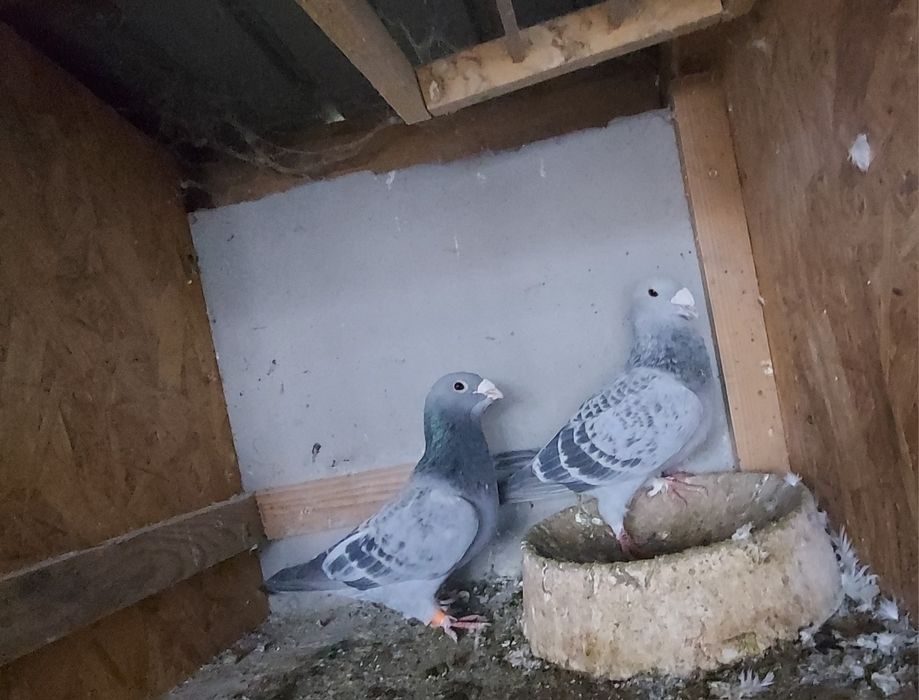 Porunbei stadar voiajor