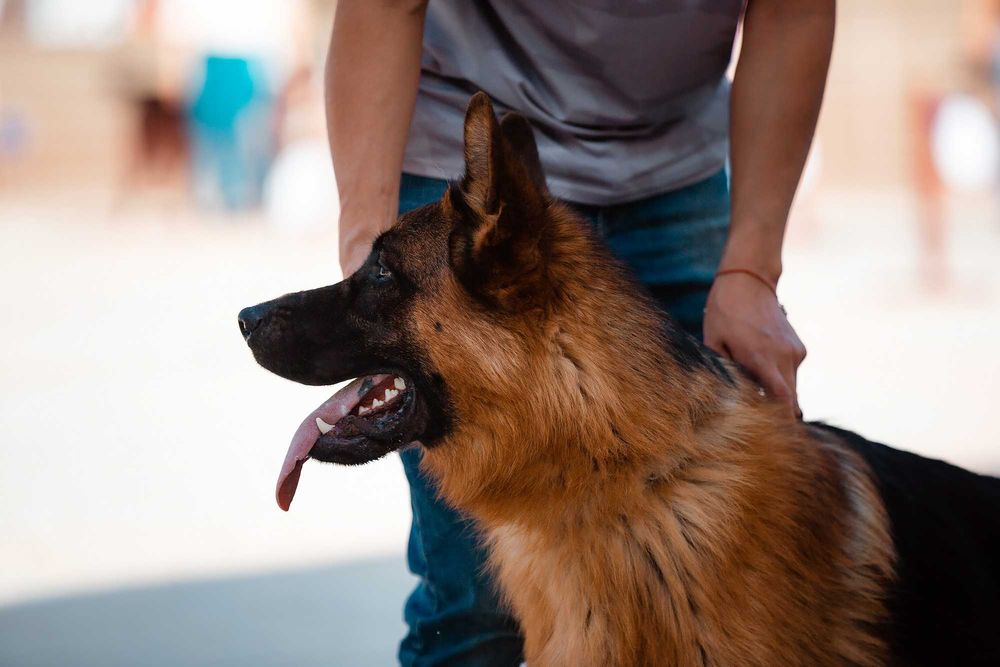 Немецкой овчарки щенки от Ирины Одинцовой