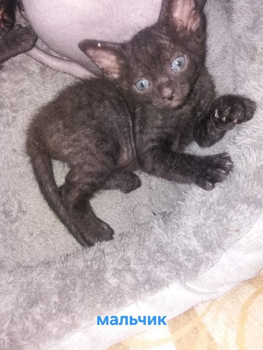 Бронь канадских котят. Им 1 мес.