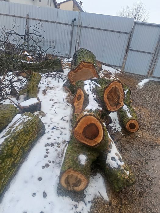 Nuc 100 de ani de la 70 cm  diametru