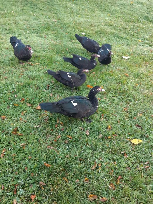 Vând rațe mute 2025