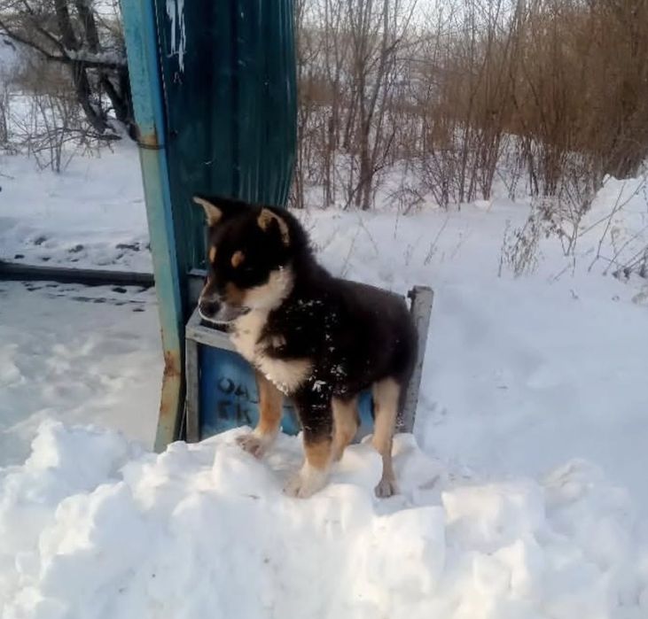 Щенку очень нужен дом!