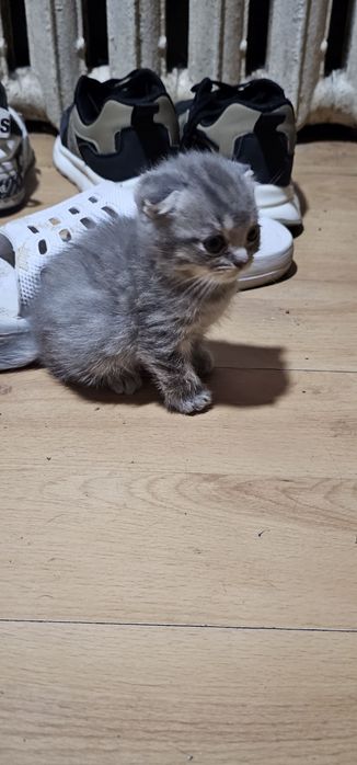 Продам котёнка мальчик