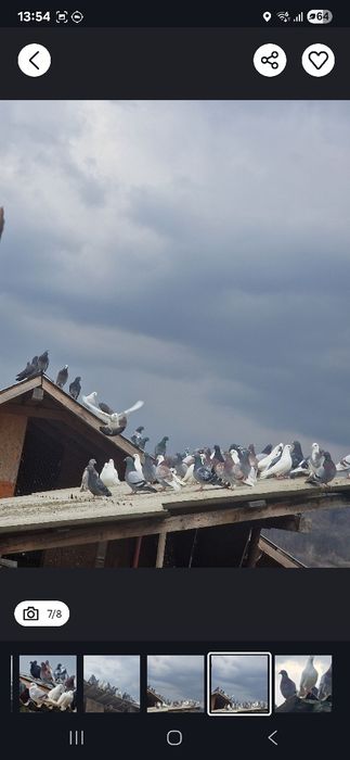 Porumbei de vânzare