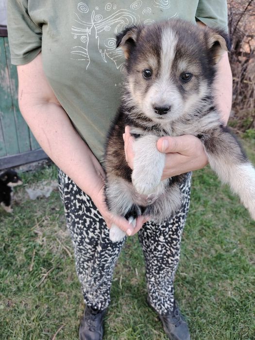 Отдам щенков 2,5 месяца