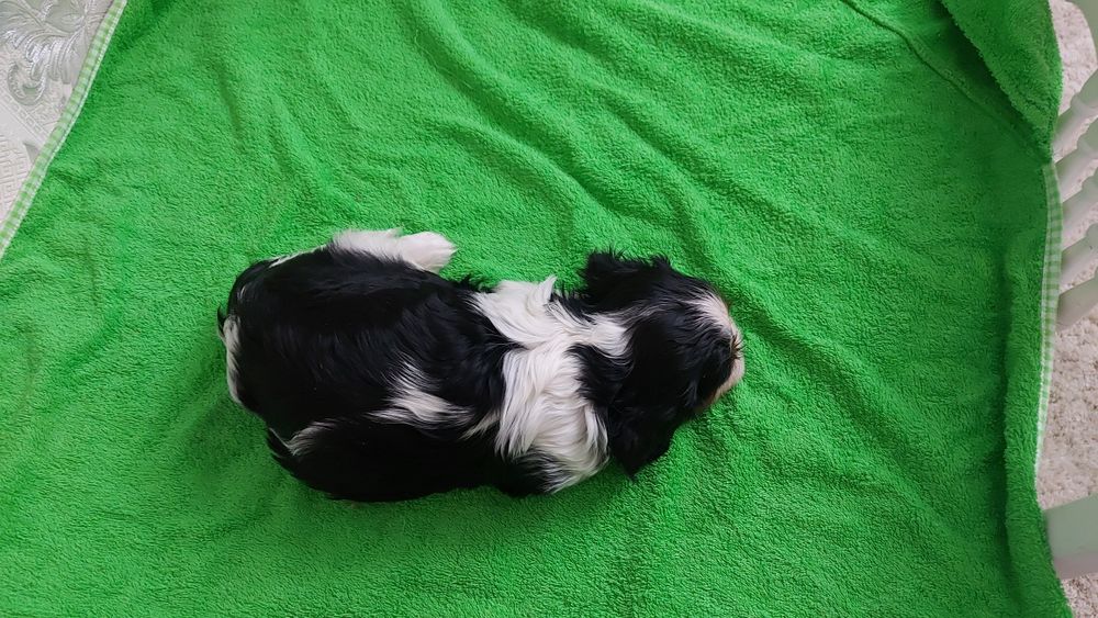 Шикарные щенки Кавалер Кинг Чарльз Спаниель