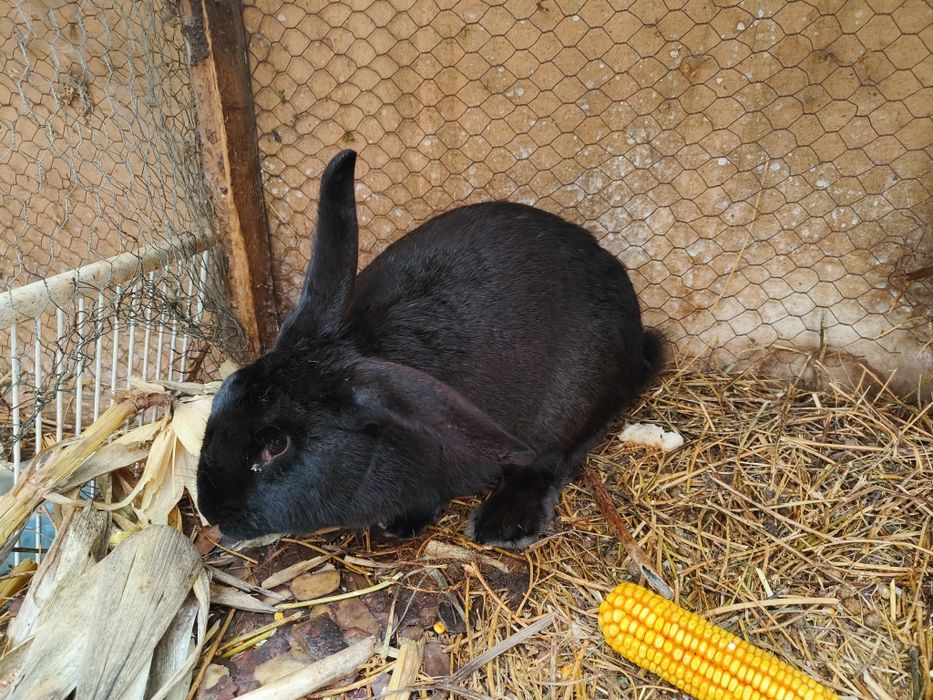 Iepuri negri mărișori, sănătoși – metiși talie mare | 150 lei – Botoșa