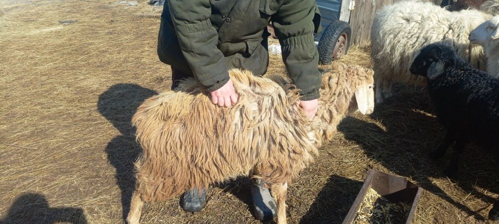 Продам годовалых кошкаров