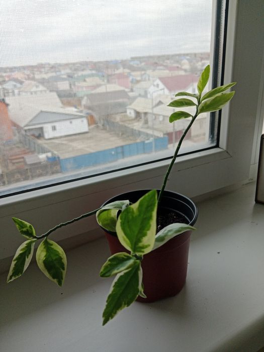 Растения  разные