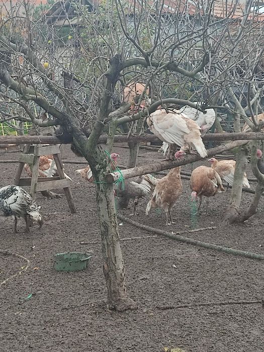 Домашни пуйки Ясно поле