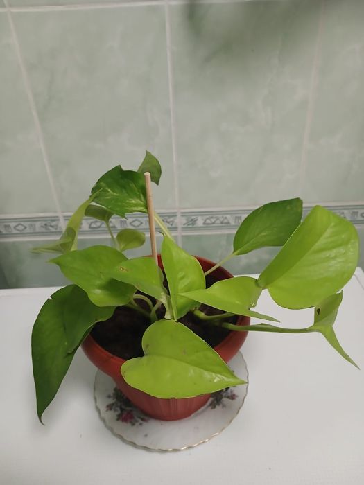 Комнатные цветы, центр