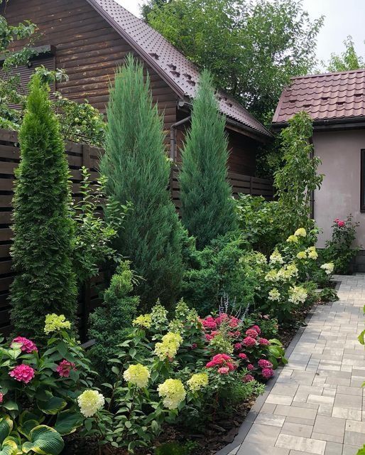 Можжевельник вертикальный