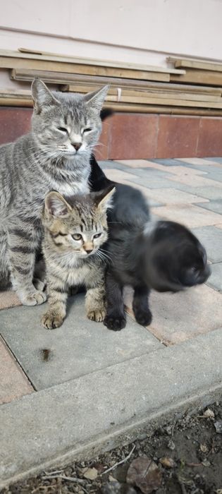 Котенки три штуки