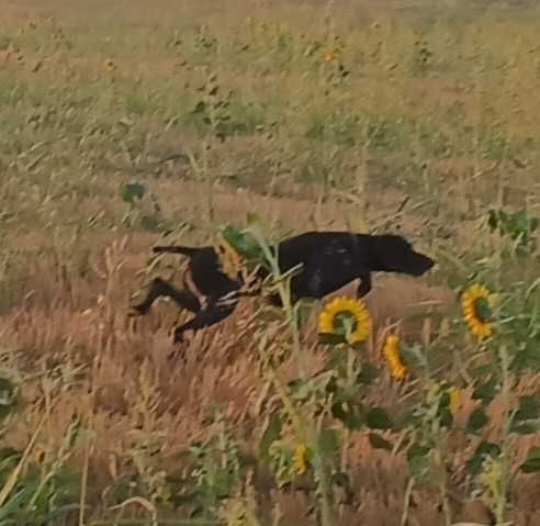 Работещ Курцхар на 5 години.