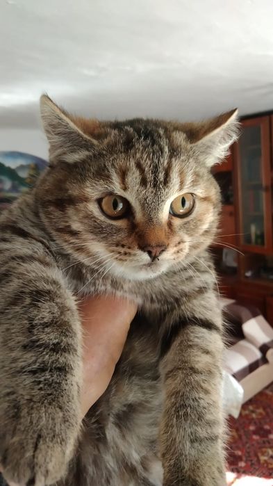 Кошка мышеловка, умница