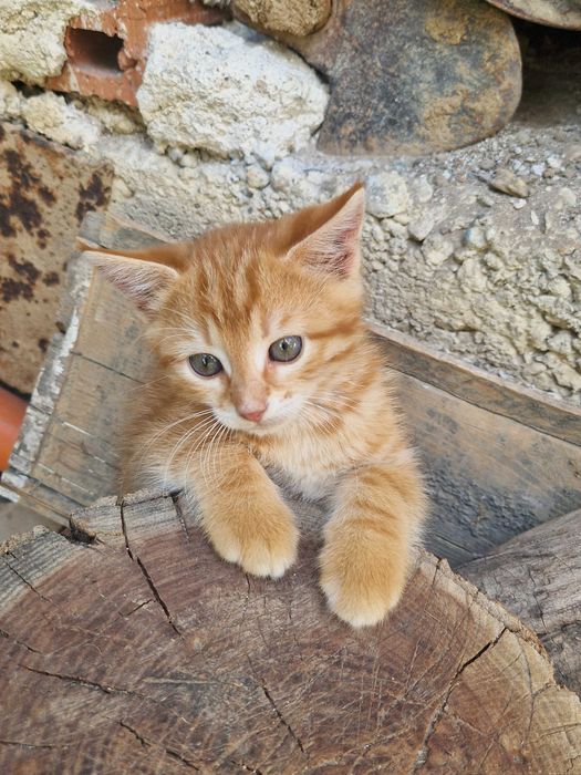 Малко рижо котенце си търси дом