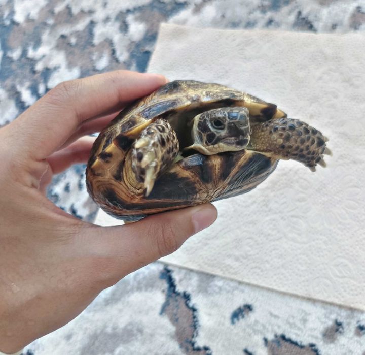 Toshbaqa sotiladi! (Продается Черепаха)