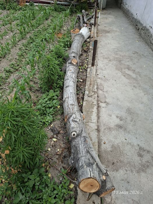 Ёнғоқ дарахти сотилади