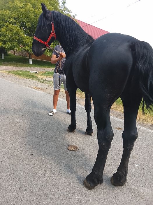 Vând un mânz de 3 ani metis de frizer