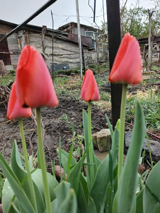 Тюльпаны не срезанные под срез