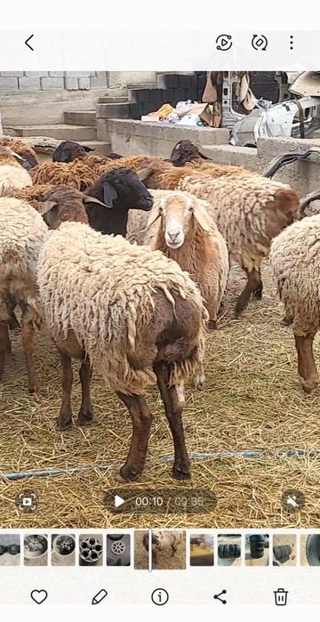 Кой, кошкар.  Буаз