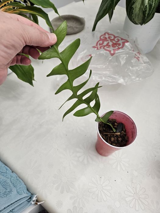 Укорененный черенок марниеры