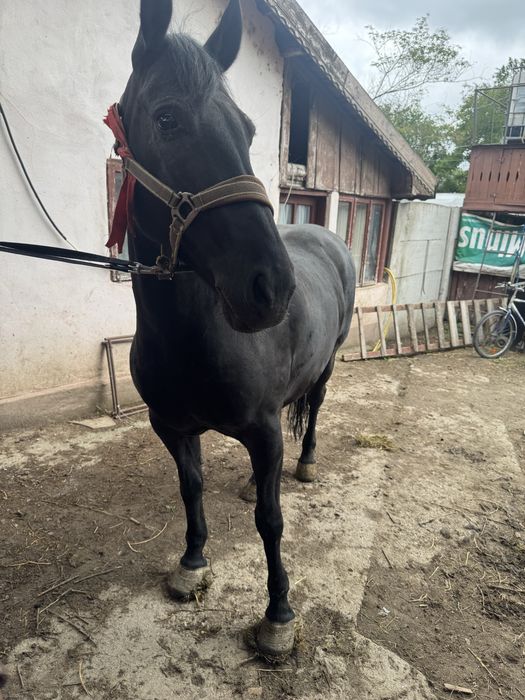 Iapa tanara de 8 ani