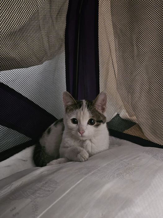 Отдам котика бесплатно мальчик